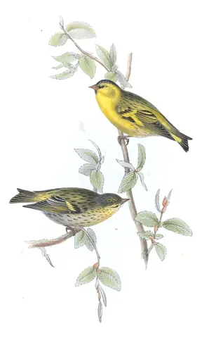 Plate 197 of Gould's The Birds of Europe: Eurasian Siskin (Spinus spinus)