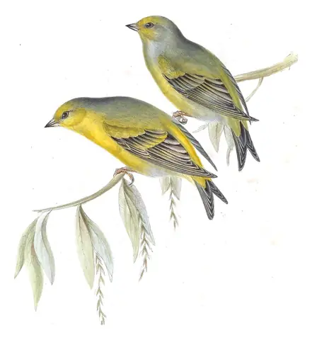 Plate 198 of Gould's The Birds of Europe: Citril Finch (Carduelis citrinella)
