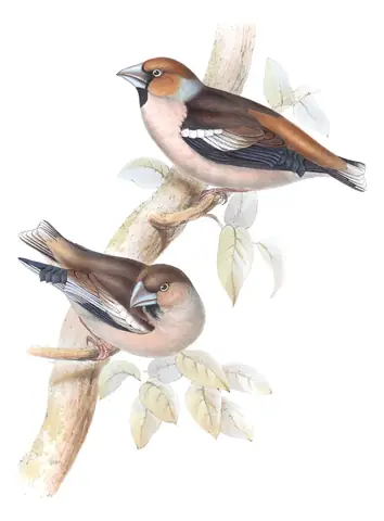 Plate 199 of Gould's The Birds of Europe: Hawfinch (Coccothraustes coccothraustes)