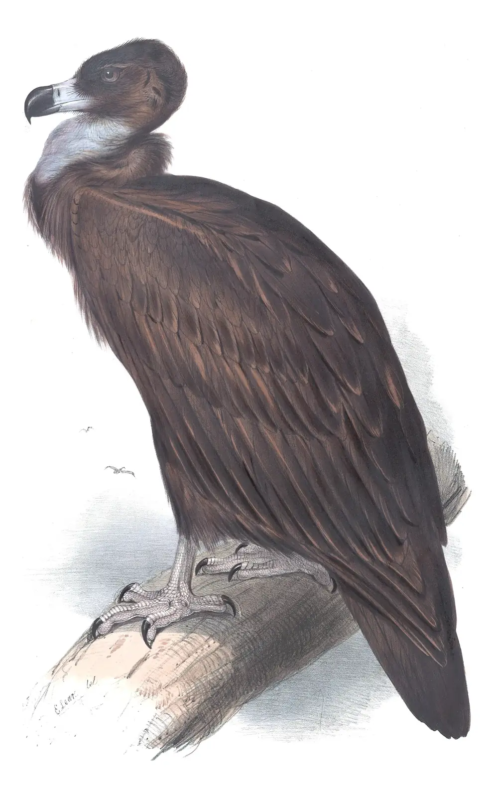 Plate 2 of Gould's The Birds of Europe: Cinereous Vulture (Aegypius monachus)