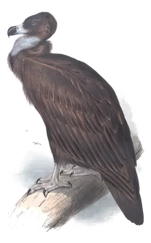 Plate 2 of Gould's The Birds of Europe: Cinereous Vulture (Aegypius monachus)