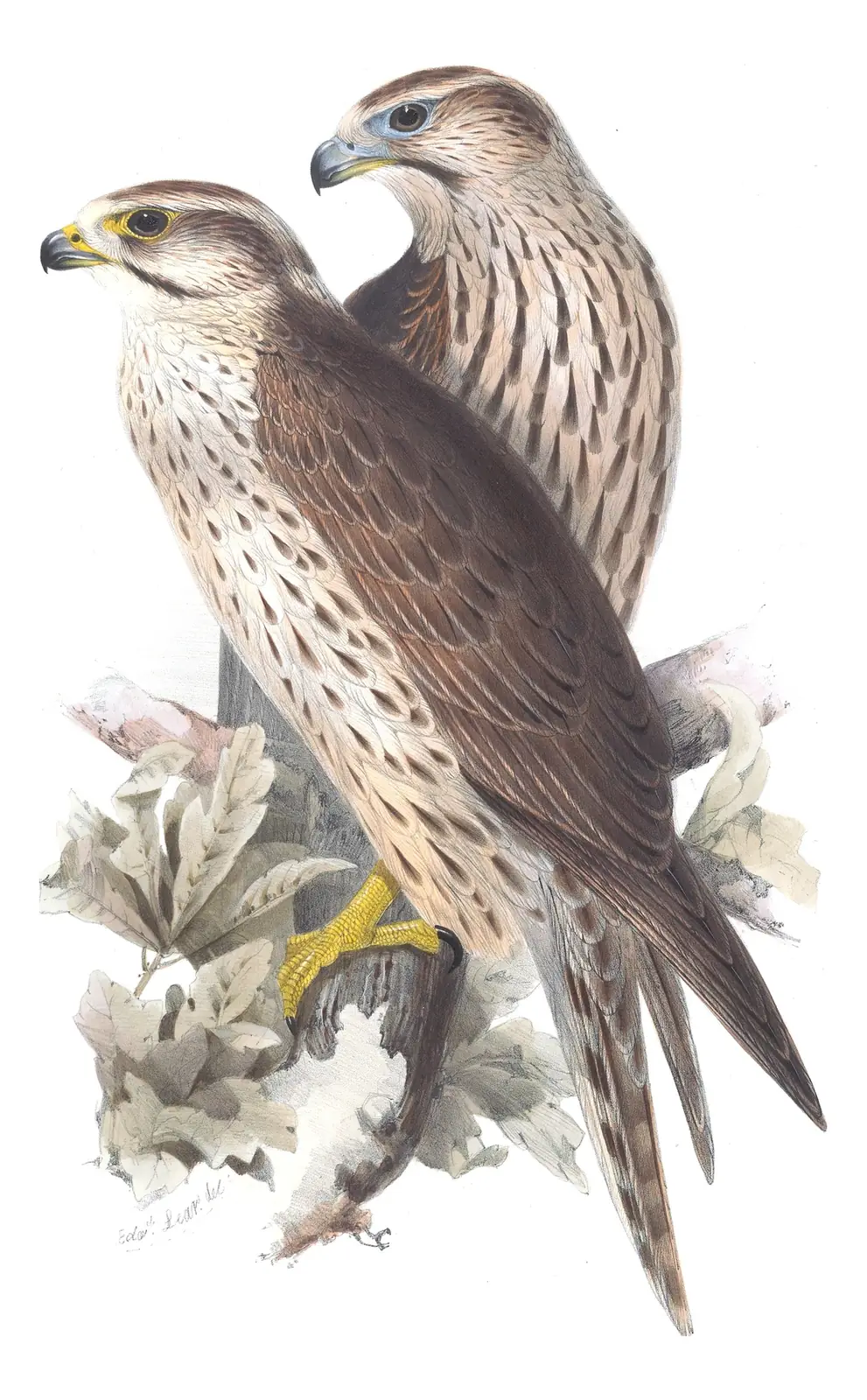 Plate 20 of Gould's The Birds of Europe: Saker Falcon (Falco cherrug)