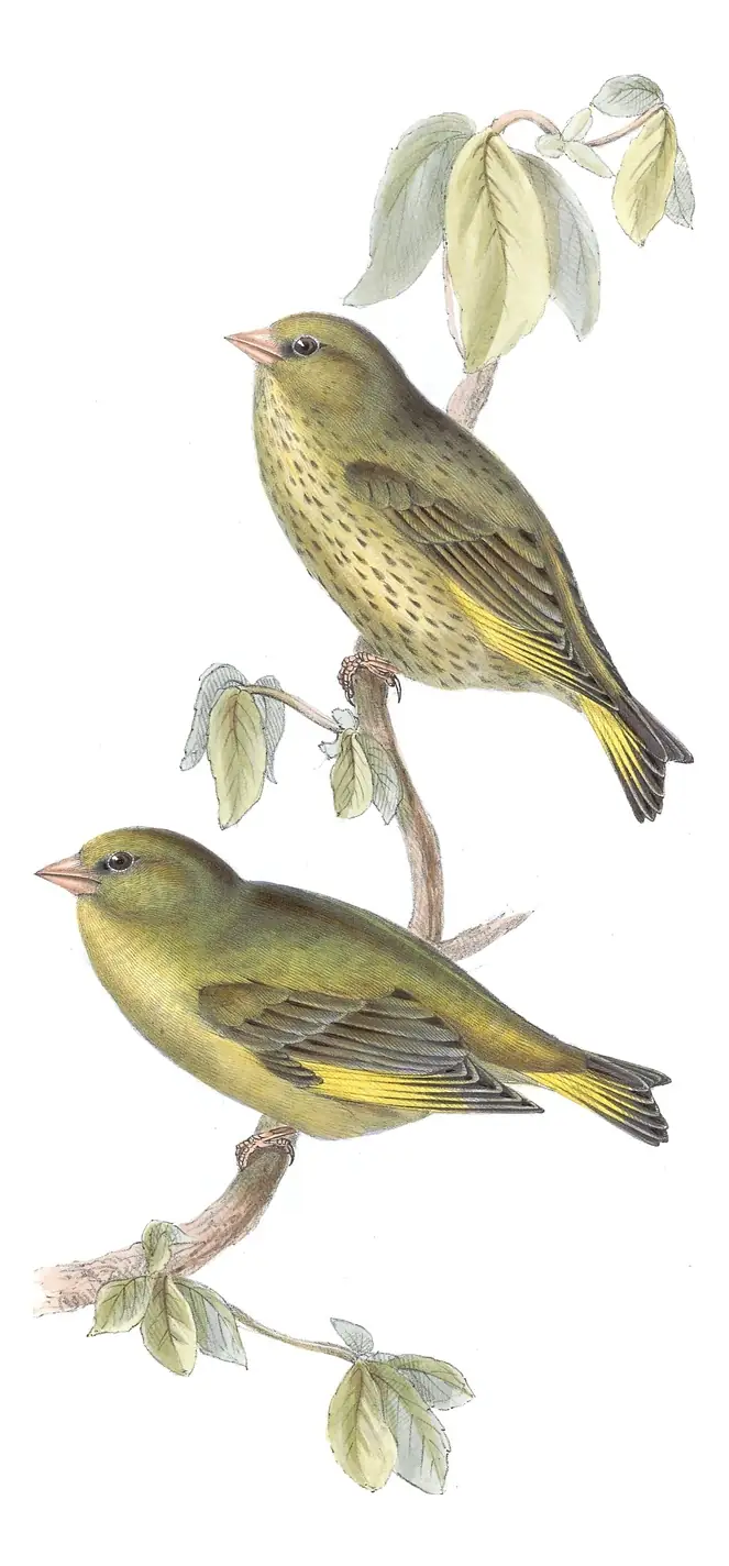 Plate 200 of Gould's The Birds of Europe: European Greenfinch (Chloris chloris)