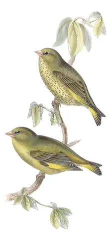 Plate 200 of Gould's The Birds of Europe: European Greenfinch (Chloris chloris)