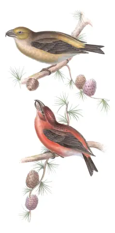 Plate 201 of Gould's The Birds of Europe: Parrot Crossbill (Loxia pytyopsittacus)