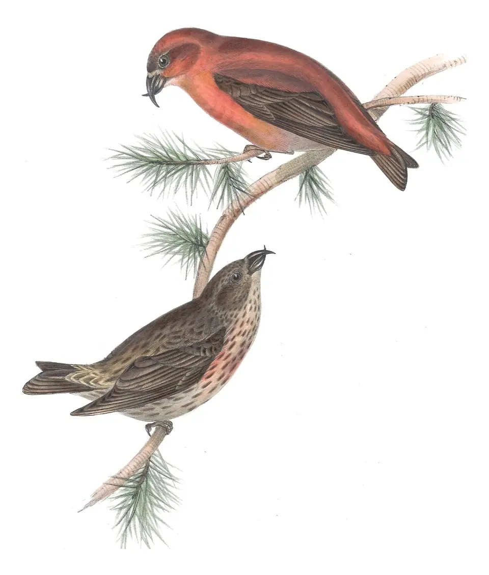 Plate 202 of Gould's The Birds of Europe: Red Crossbill (Loxia curvirostra)