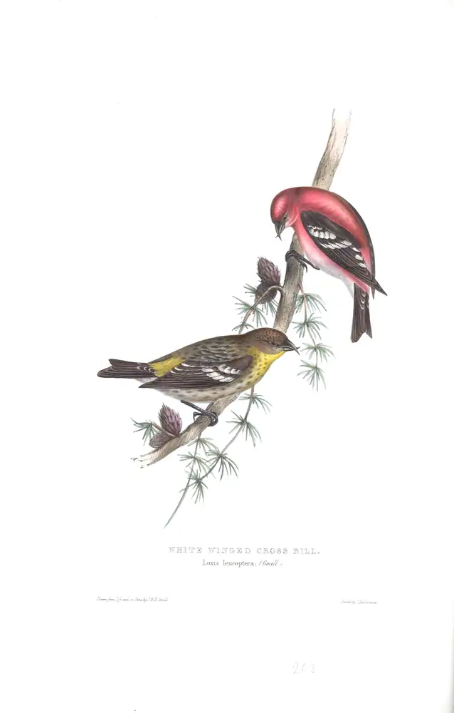 The whole sheet of plate 203, with its engraved caption