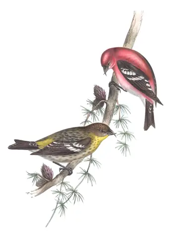Plate 203 of Gould's The Birds of Europe: White-winged Crossbill (Loxia leucoptera)