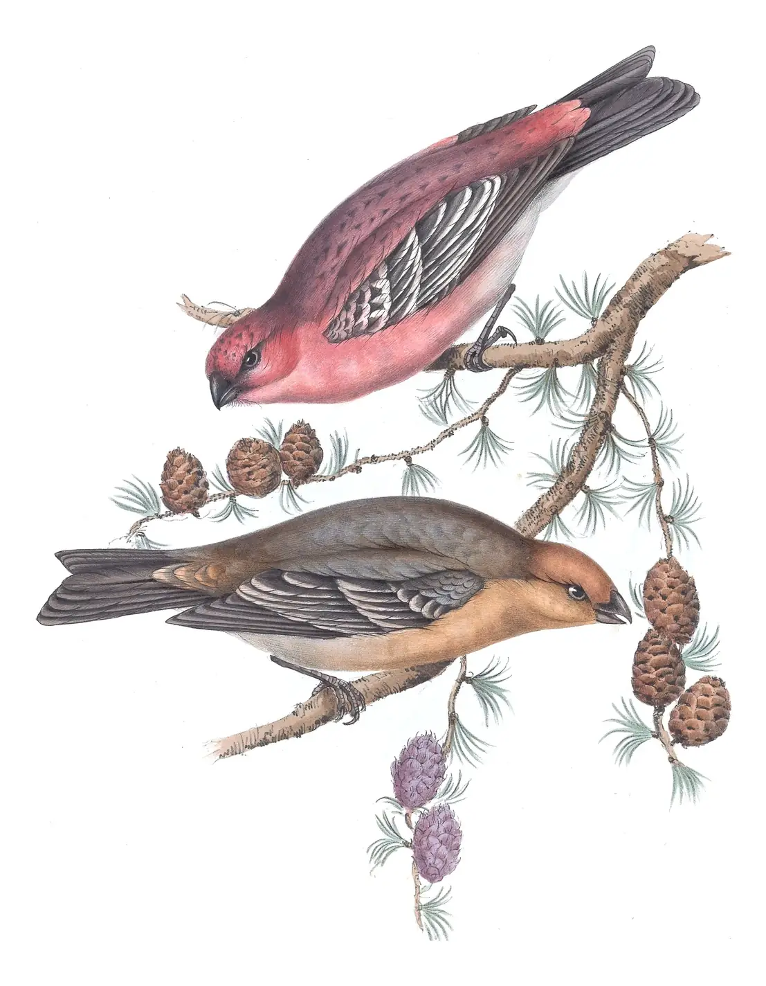 Plate 204 of Gould's The Birds of Europe: Pine Grosbeak (Pinicola enucleator)