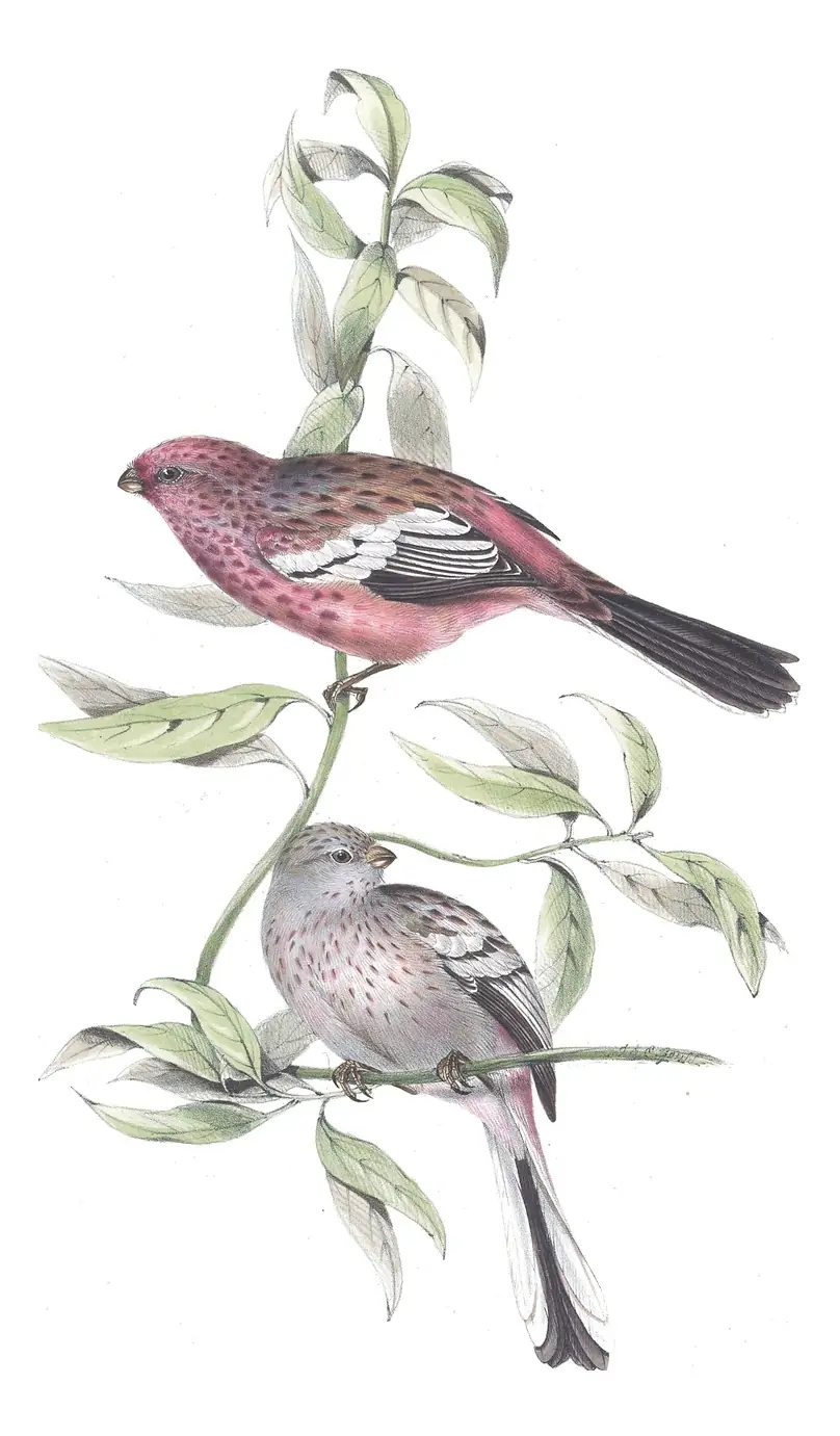 Plate 205 of Gould's The Birds of Europe: Long-tailed Rosefinch (Carpodacus sibiricus)
