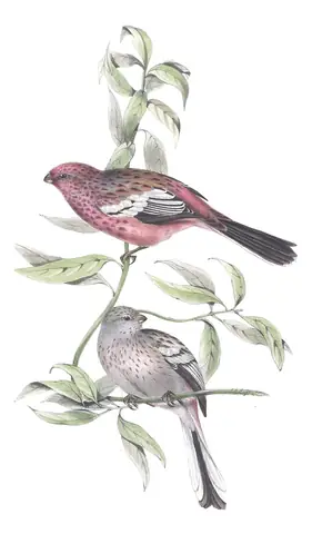 Plate 205 of Gould's The Birds of Europe: Long-tailed Rosefinch (Carpodacus sibiricus)