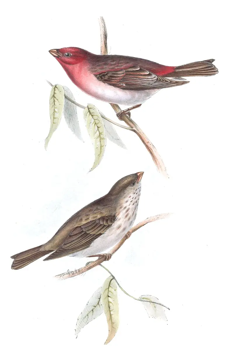 Plate 206 of Gould's The Birds of Europe: Common Rosefinch (Carpodacus erythrinus)