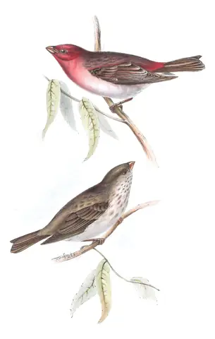 Plate 206 of Gould's The Birds of Europe: Common Rosefinch (Carpodacus erythrinus)