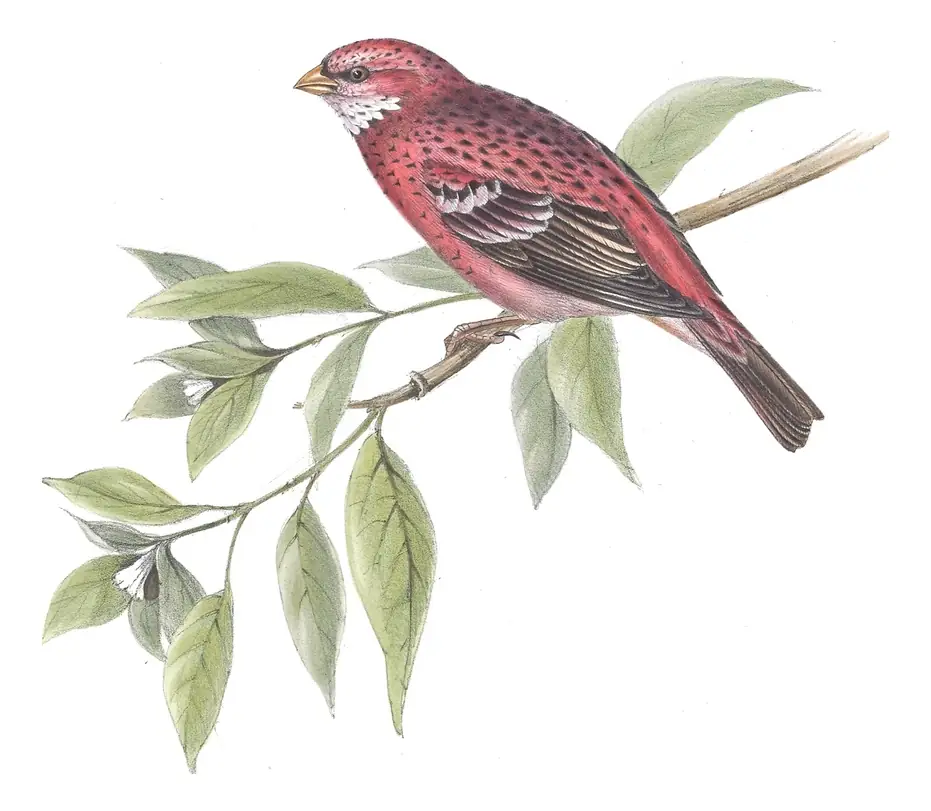 Plate 207 of Gould's The Birds of Europe: Pallas's Rosefinch (Carpodacus roseus)