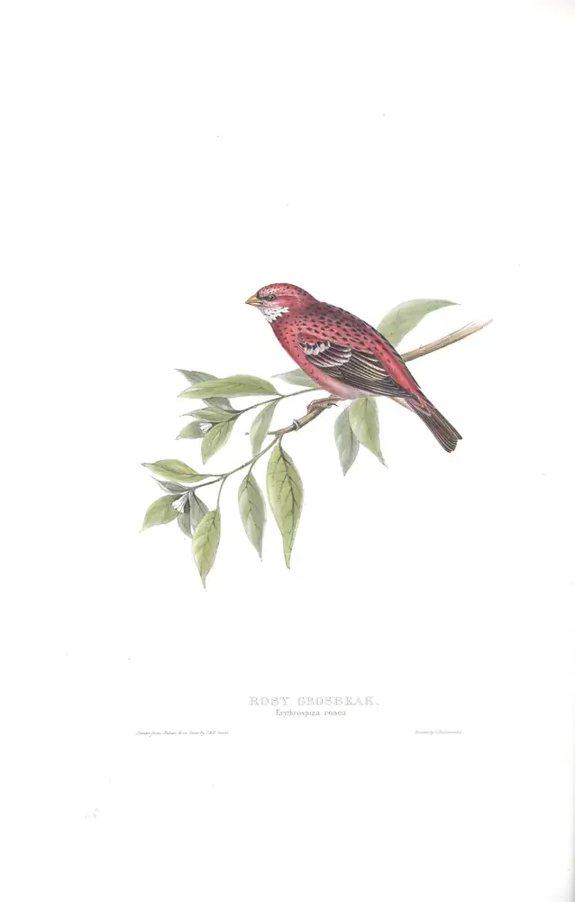 The whole sheet of plate 207, with its engraved caption