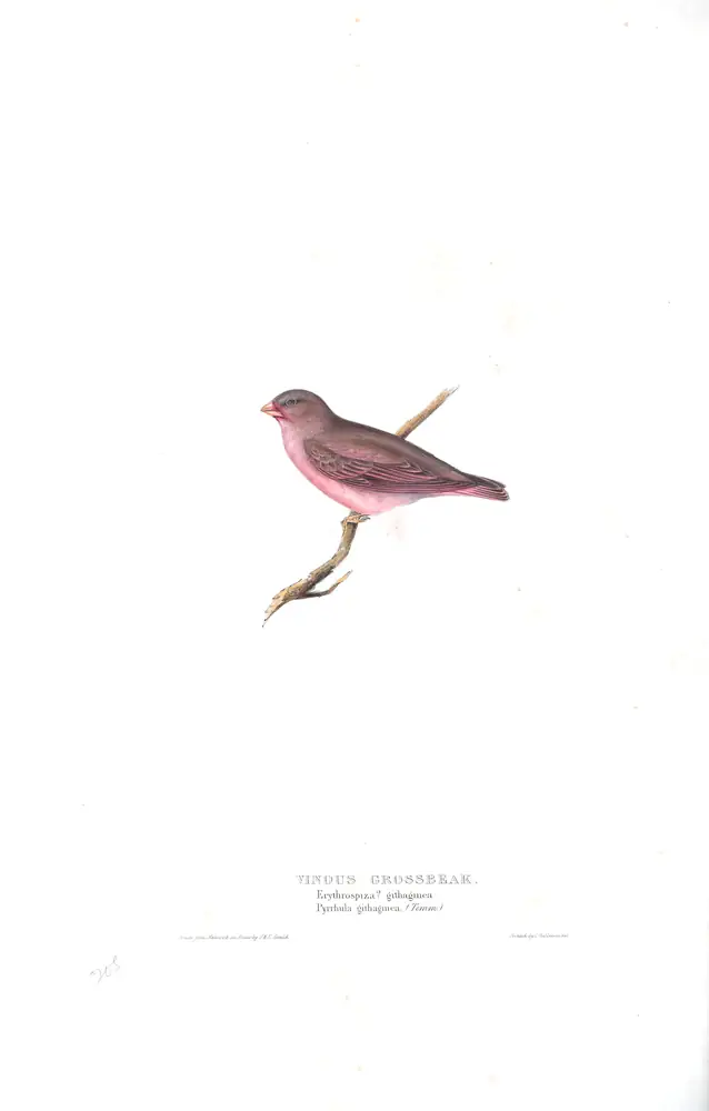 The whole sheet of plate 208, with its engraved caption