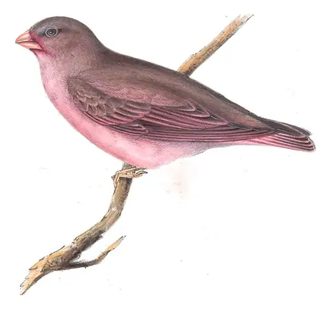 Plate 208 of Gould's The Birds of Europe: Trumpeter Finch (Bucanetes githagineus)