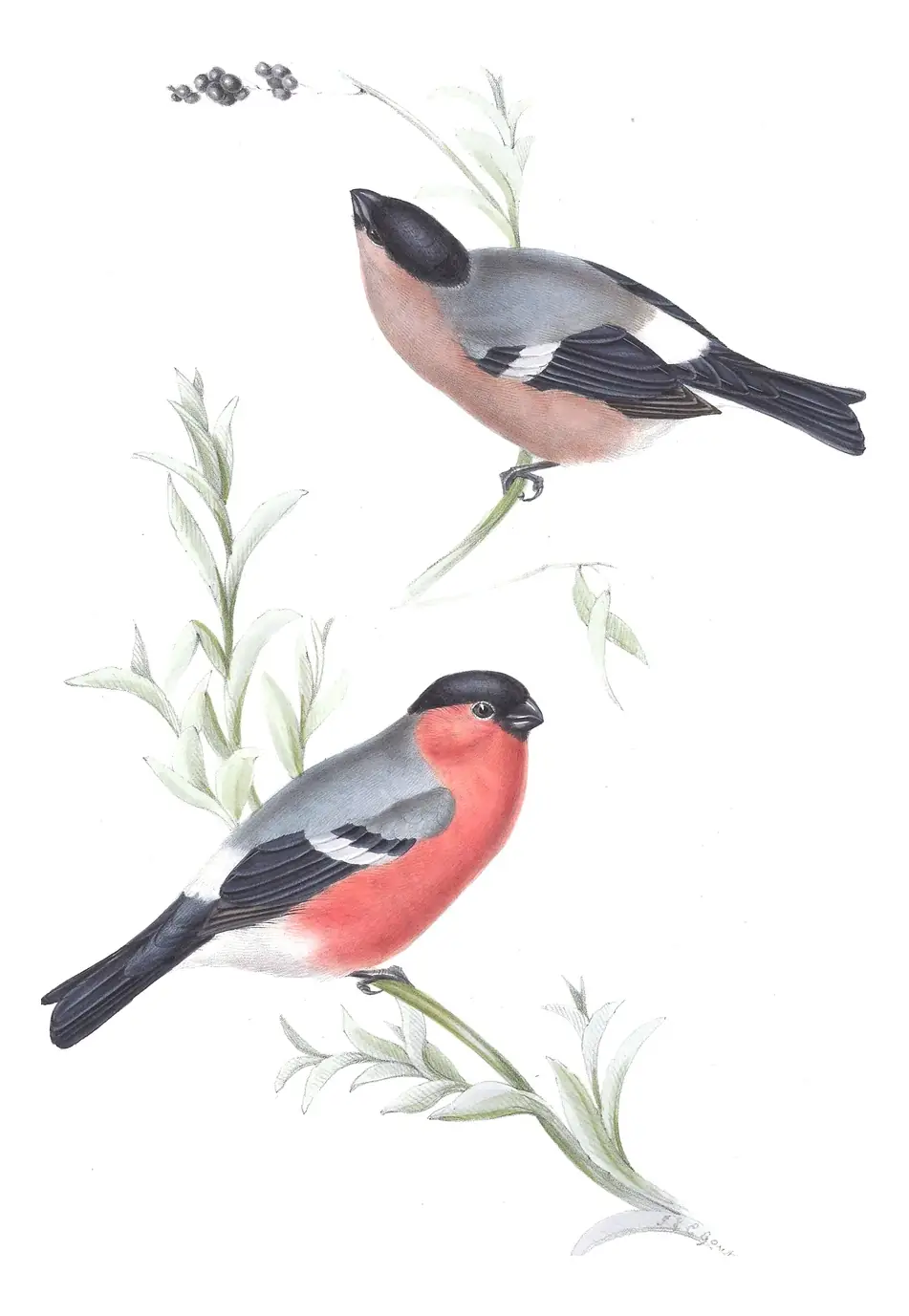 Plate 209 of Gould's The Birds of Europe: Eurasian Bullfinch (Pyrrhula pyrrhula)