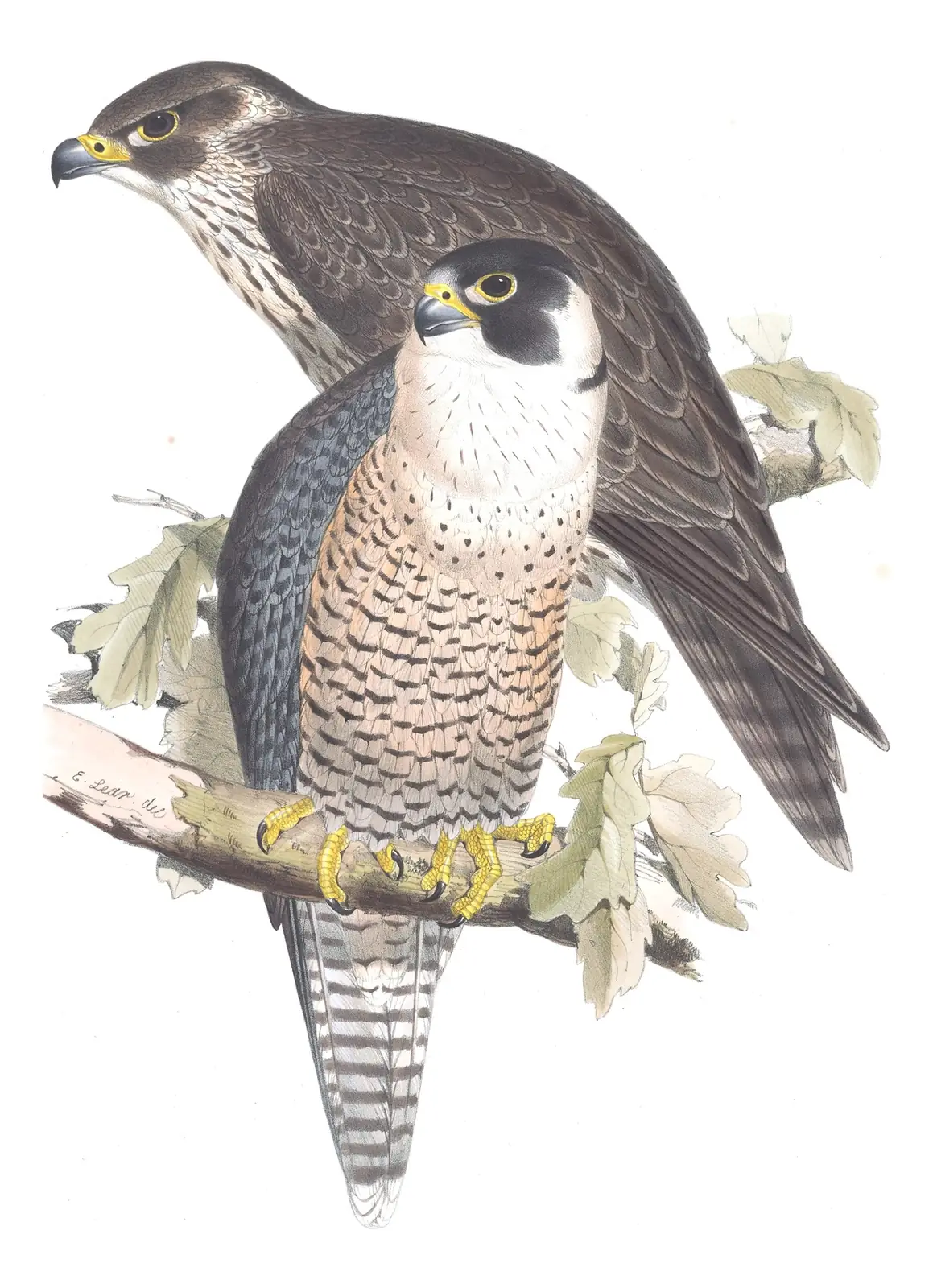 Plate 21 of Gould's The Birds of Europe: Peregrine Falcon (Falco peregrinus)