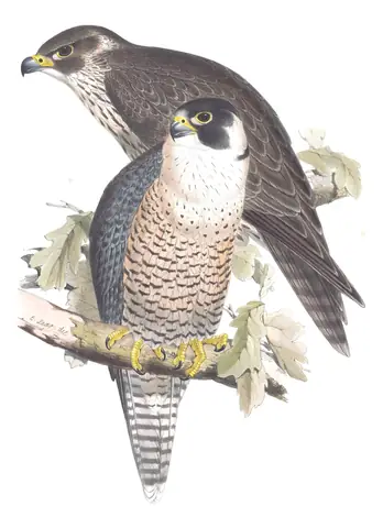 Plate 21 of Gould's The Birds of Europe: Peregrine Falcon (Falco peregrinus)