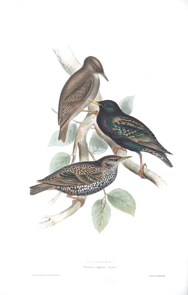The whole sheet of plate 210, with its engraved caption