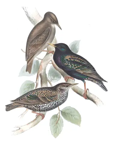 Plate 210 of Gould's The Birds of Europe: European Starling (Sturnus vulgaris)