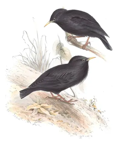 Plate 211 of Gould's The Birds of Europe: Spotless Starling (Sturnus unicolor)