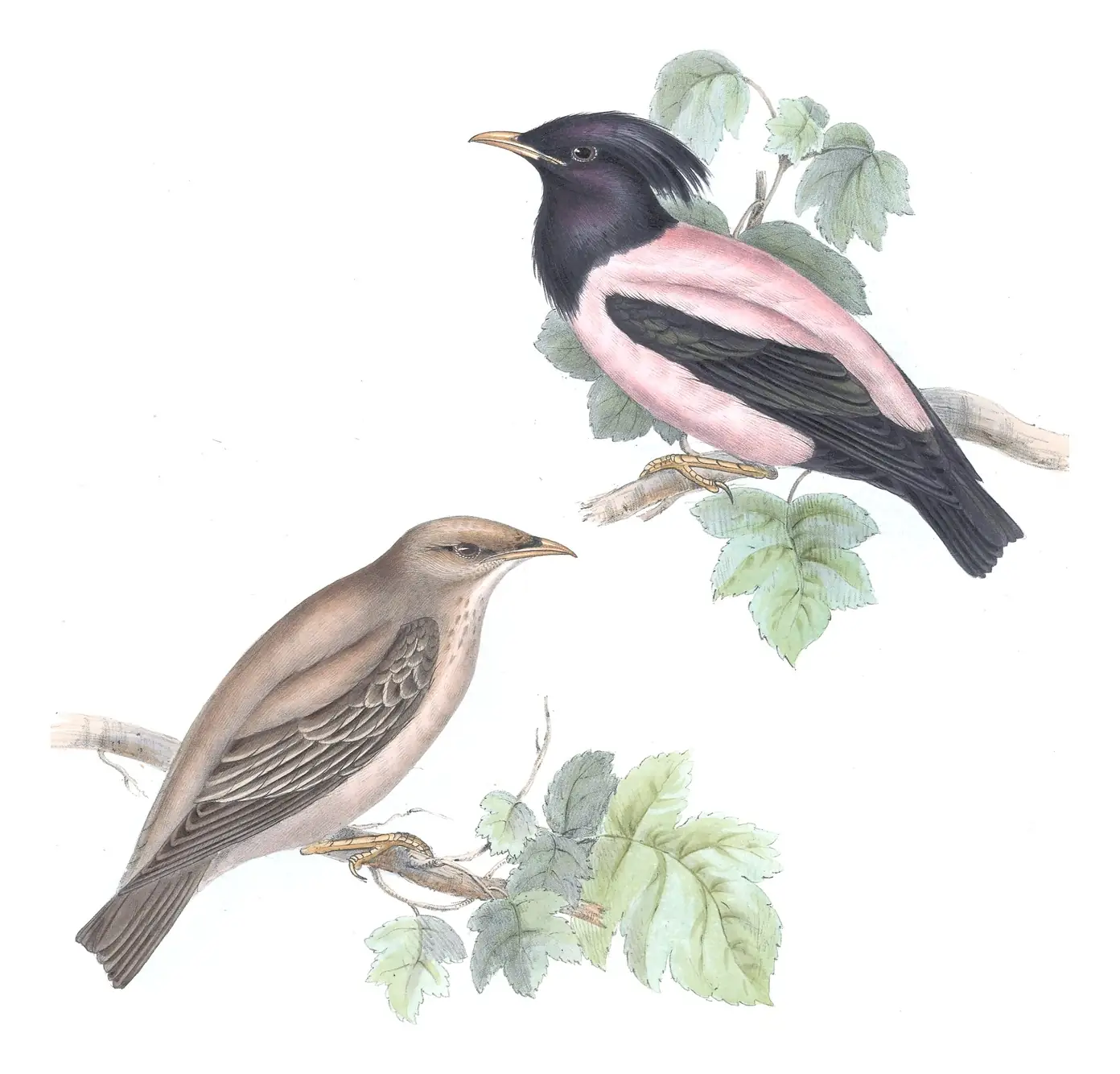 Plate 212 of Gould's The Birds of Europe: Rosy Starling (Pastor roseus)