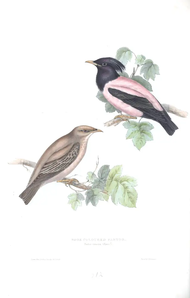 The whole sheet of plate 212, with its engraved caption