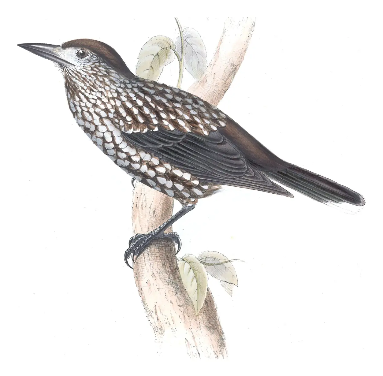 Plate 213 of Gould's The Birds of Europe: Northern Nutcracker (Nucifraga caryocatactes)