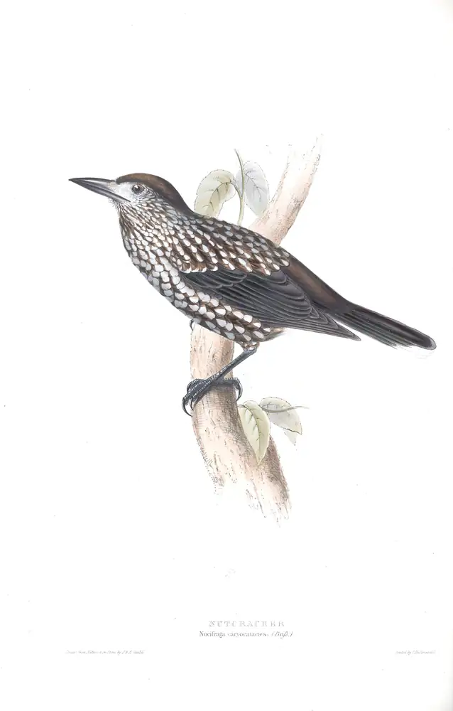 The whole sheet of plate 213, with its engraved caption