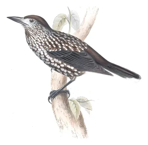 Plate 213 of Gould's The Birds of Europe: Northern Nutcracker (Nucifraga caryocatactes)
