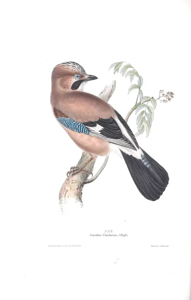 The whole sheet of plate 214, with its engraved caption