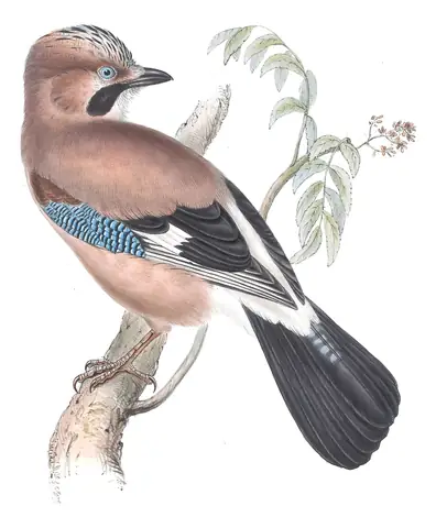 Plate 214 of Gould's The Birds of Europe: Eurasian Jay (Garrulus glandarius)