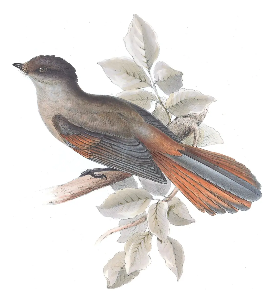 Plate 215 of Gould's The Birds of Europe: Siberian Jay (Perisoreus infaustus)