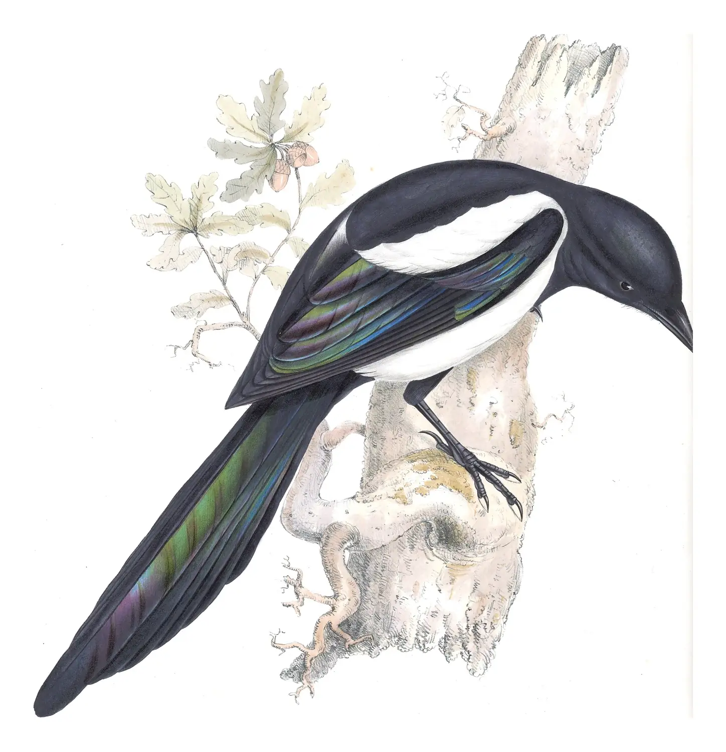 Plate 216 of Gould's The Birds of Europe: Eurasian Magpie (Pica pica)