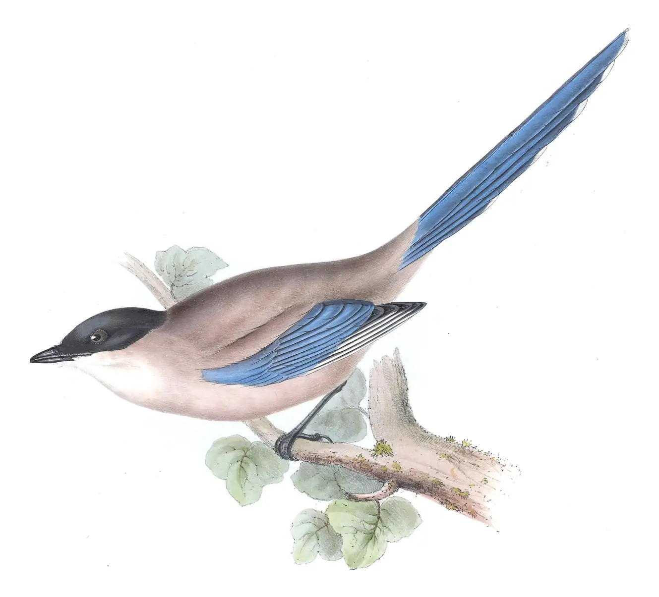 Plate 217 of Gould's The Birds of Europe: Iberian Magpie (Cyanopica cooki)
