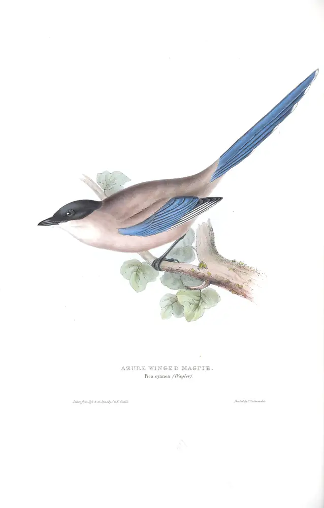 The whole sheet of plate 217, with its engraved caption