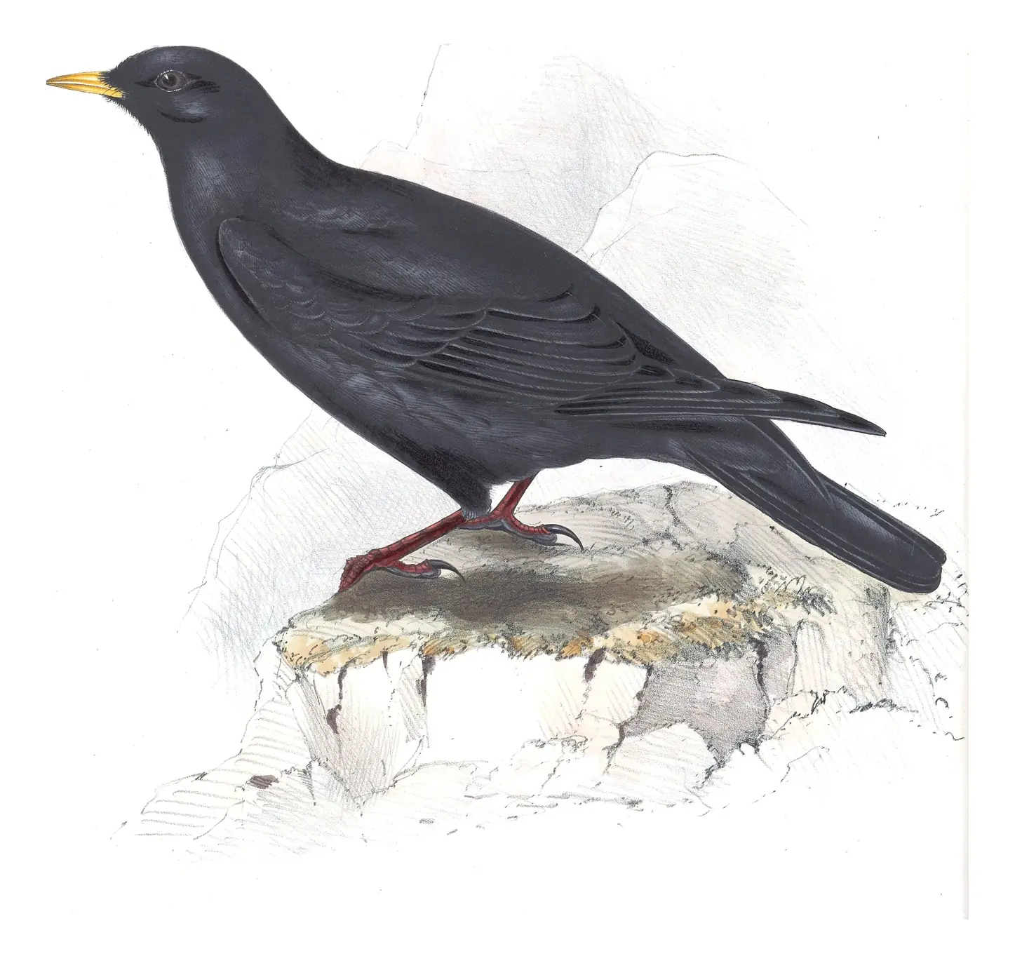 Plate 218 of Gould's The Birds of Europe: Yellow-billed Chough (Pyrrhocorax graculus)
