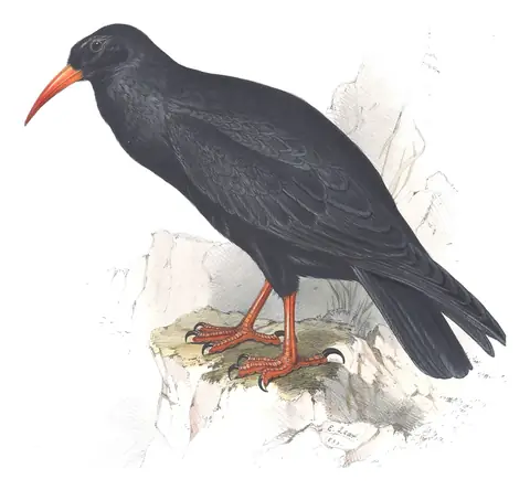 Plate 219 of Gould's The Birds of Europe: Red-billed Chough (Pyrrhocorax pyrrhocorax)