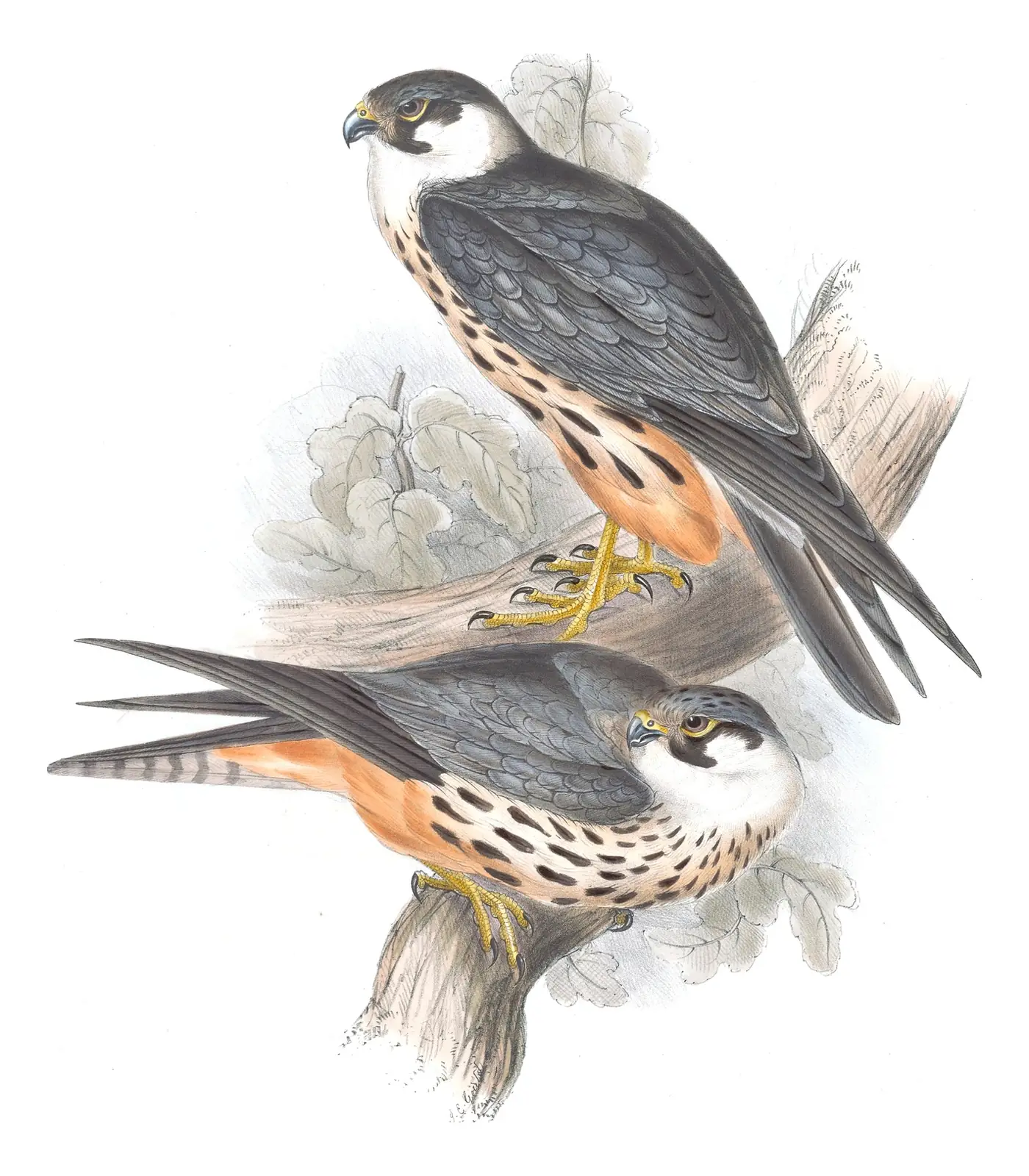 Plate 22 of Gould's The Birds of Europe: Eurasian Hobby (Falco subbuteo)