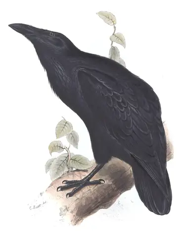 Plate 220 of Gould's The Birds of Europe: Common Raven (Corvus corax)