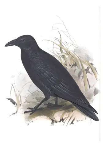 Plate 221 of Gould's The Birds of Europe: Carrion Crow (Corvus corone)