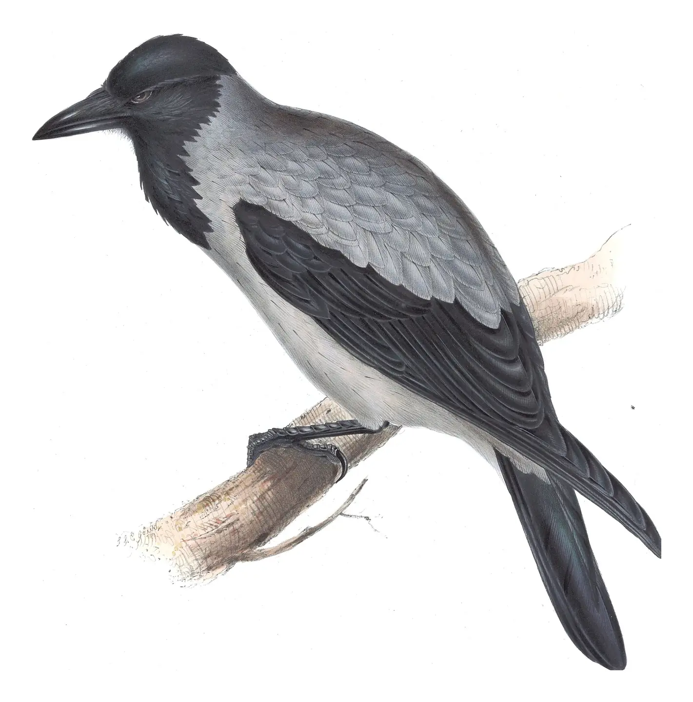 Plate 222 of Gould's The Birds of Europe: Hooded Crow (Corvus cornix)