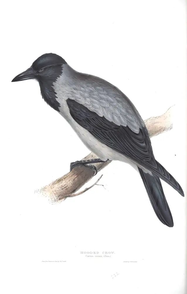 The whole sheet of plate 222, with its engraved caption