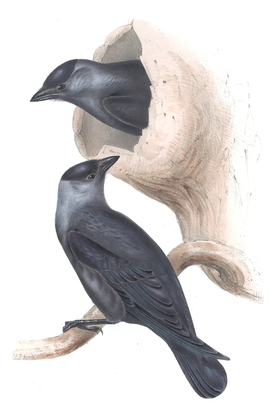 Plate 223 of Gould's The Birds of Europe: Eurasian Jackdaw (Coloeus monedula)