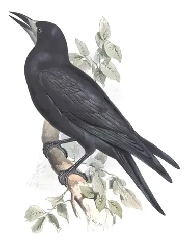 Plate 224 of Gould's The Birds of Europe: Rook (Corvus frugilegus)