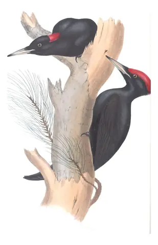 Plate 225 of Gould's The Birds of Europe: Black Woodpecker (Dryocopus martius)