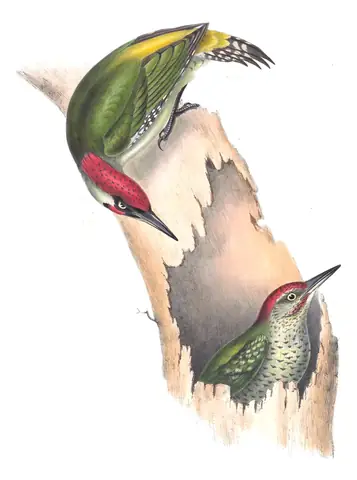 Plate 226 of Gould's The Birds of Europe: Eurasian Green Woodpecker (Picus viridis)