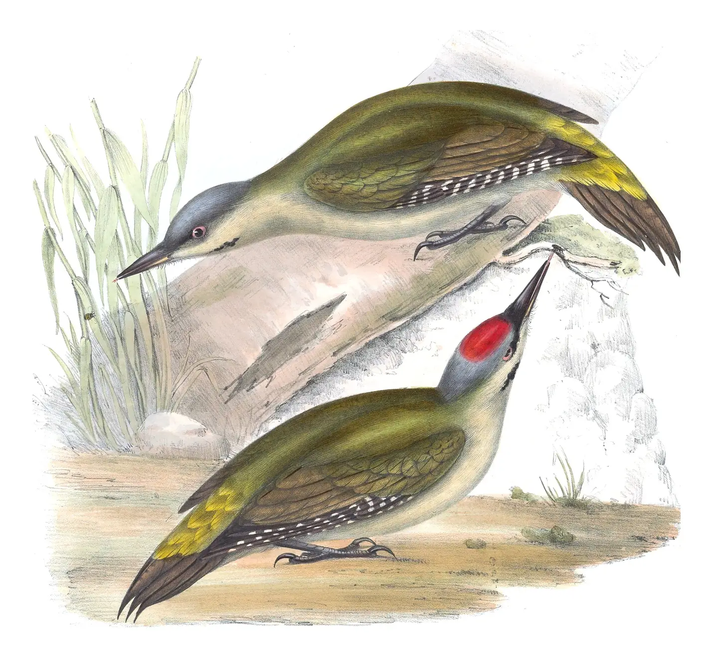 Plate 227 of Gould's The Birds of Europe: Gray-headed Woodpecker (Picus canus)